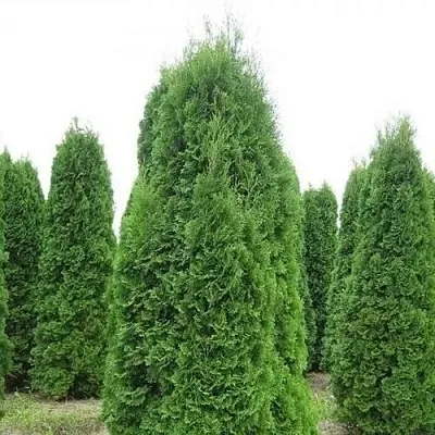 Туя КОЛУМНА западная  Туя КОЛУМНА западная в Екатеринбурге