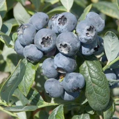 Голубика БРИГИТТА — описание сорта Голубика БРИГИТТА в Екатеринбурге