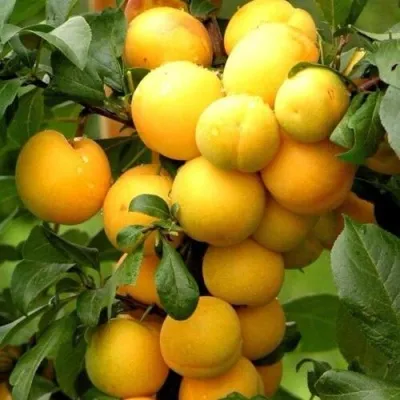 Слива МИРАБЕЛЛА колонновидная  — описание сорта Слива МИРАБЕЛЛА колонновидная  в Екатеринбурге