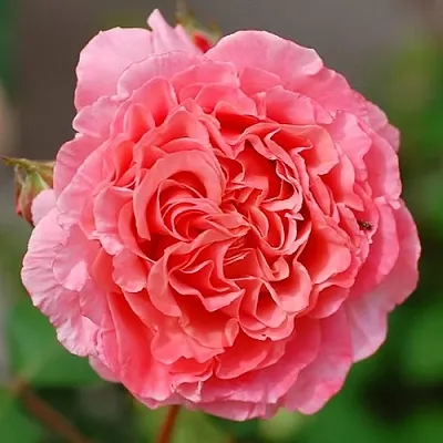 Саженцы роз ЛОРАН КАБРОЛЬ шраб  Саженцы роз ЛОРАН КАБРОЛЬ шраб в Екатеринбурге