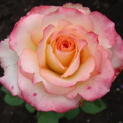 Саженцы роз ДУЭТ чайно-гибридная  Саженцы роз ДУЭТ чайно-гибридная в Екатеринбурге