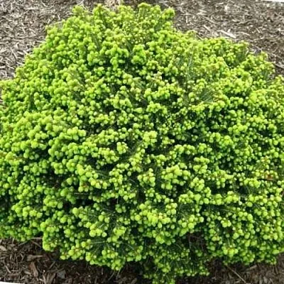 Ель ЛИТЛ ДЖЕМ обыкновенная  Ель ЛИТЛ ДЖЕМ обыкновенная в Екатеринбурге