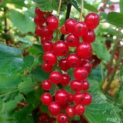 Смородина красная КОНСТАНТИНОВСКАЯ  Смородина красная КОНСТАНТИНОВСКАЯ в Екатеринбурге