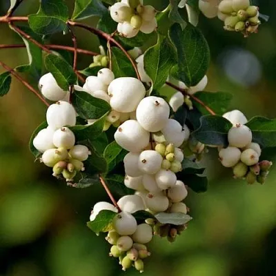 Снежноягодник  Снежноягодник в Екатеринбурге