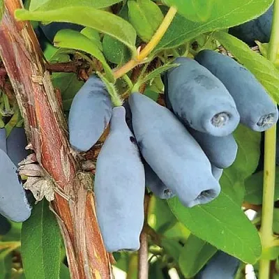 Жимолость съедобная ВОСТОРГ  Жимолость съедобная ВОСТОРГ в Екатеринбурге