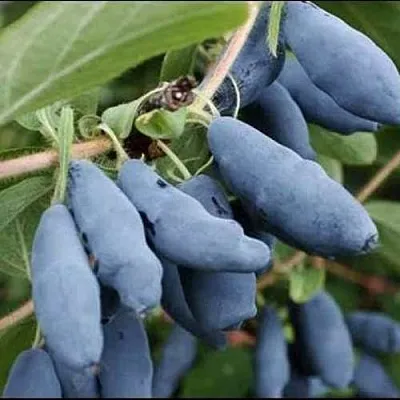 Жимолость съедобная СИНИЙ ШАРИК  Жимолость съедобная СИНИЙ ШАРИК в Екатеринбурге