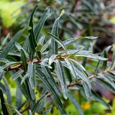 Облепиха АДАМ (МУЖСКАЯ) в Екатеринбурге