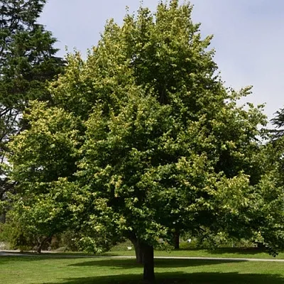 Липа сердцевидная  Липа сердцевидная в Екатеринбурге