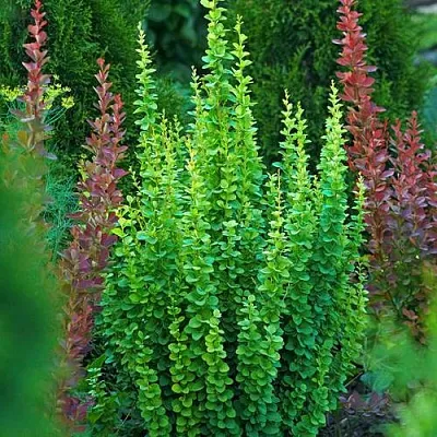 Барбарис ЭРЕКТА тунберга  Барбарис ЭРЕКТА тунберга в Екатеринбурге