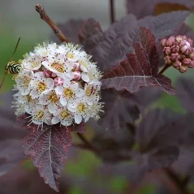 Пузыреплодник  Пузыреплодник в Екатеринбурге