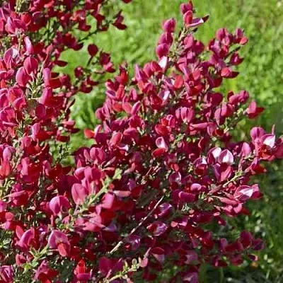 Ракитник БОСКОП РУБИ   Ракитник БОСКОП РУБИ  в Екатеринбурге