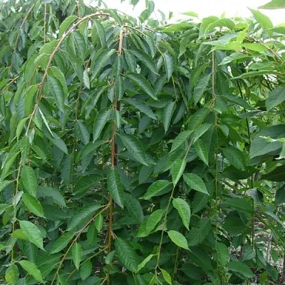 Черешня ПЕНДУЛА декоративная  Черешня ПЕНДУЛА декоративная в Екатеринбурге