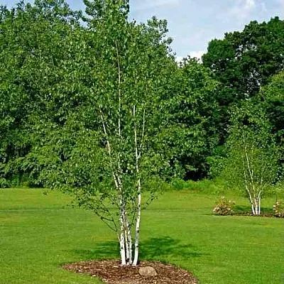 Береза бумажная  Береза бумажная в Екатеринбурге