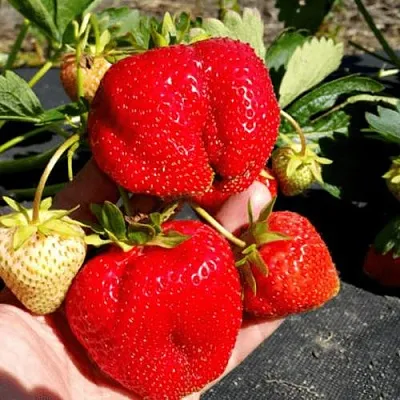 Клубника АПРИКА  Клубника АПРИКА в Екатеринбурге