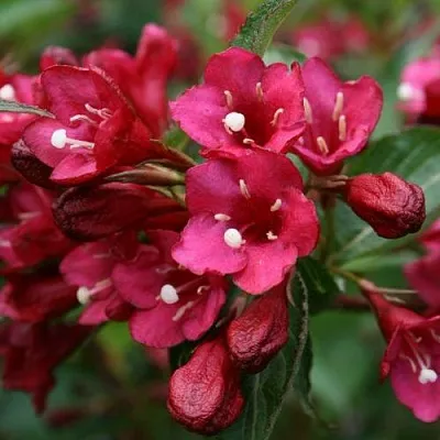 Вейгела ЕВА РАТКЕ  Вейгела ЕВА РАТКЕ в Екатеринбурге