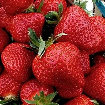 Клубника КЛЕРИ  Клубника КЛЕРИ в Екатеринбурге