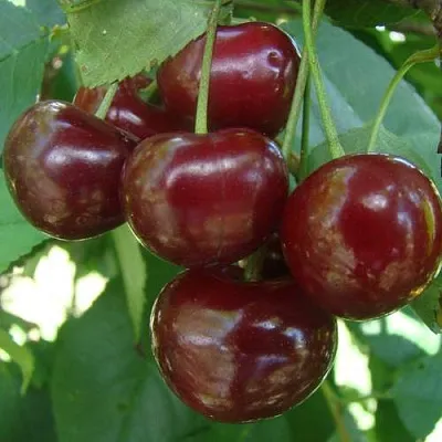 Дюк КОРМИЛИЦА  Дюк КОРМИЛИЦА в Екатеринбурге