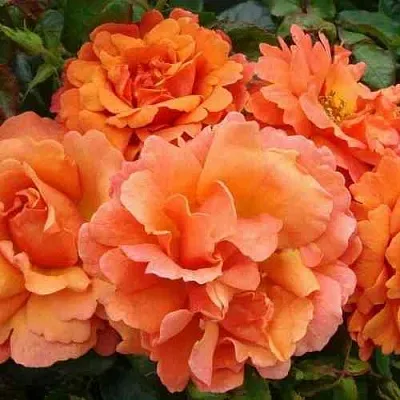 Саженцы роз БРИДЖ ОФ САЙЗ плетистая  Саженцы роз БРИДЖ ОФ САЙЗ плетистая в Екатеринбурге