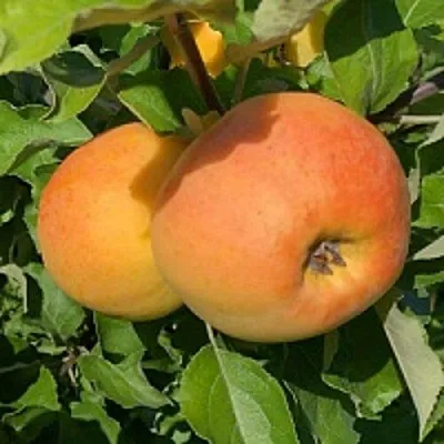 Яблоня АНТОНОВКА ЗОЛОТАЯ в Екатеринбурге