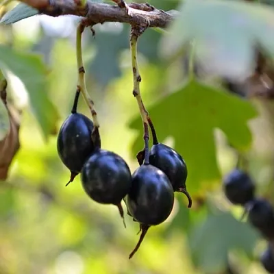 Смородина золотистая ДУСТЛИК  Смородина золотистая ДУСТЛИК в Екатеринбурге