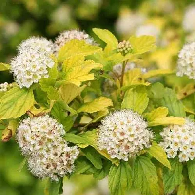 Пузыреплодник АНГЕЛ ГОЛД  Пузыреплодник АНГЕЛ ГОЛД в Екатеринбурге