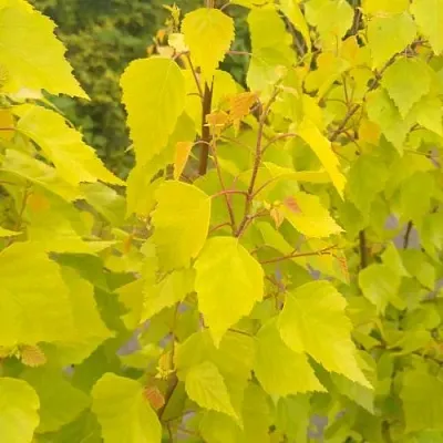 Берёза ГОЛДЕН ОБЕЛИСК повислая   Берёза ГОЛДЕН ОБЕЛИСК повислая  в Екатеринбурге