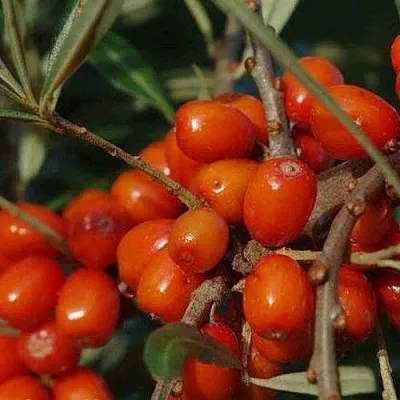 Облепиха ВОРОБЬЕВСКАЯ в Екатеринбурге