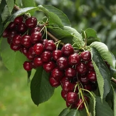 Вишня ОБЛАЧИНСКАЯ в Екатеринбурге