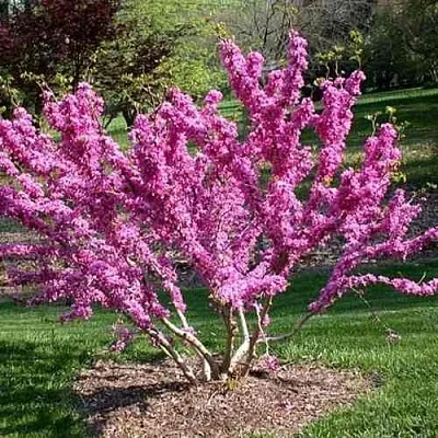 ЦЕРЦИС канадский   ЦЕРЦИС канадский  в Екатеринбурге