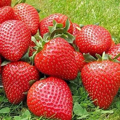 Клубника ЭЛИАНЕ  Клубника ЭЛИАНЕ в Екатеринбурге