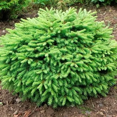 Ель НИДИФОРМИС обыкновенная  Ель НИДИФОРМИС обыкновенная в Екатеринбурге