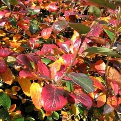 Кизильник блестящий — описание сорта Кизильник блестящий в Екатеринбурге