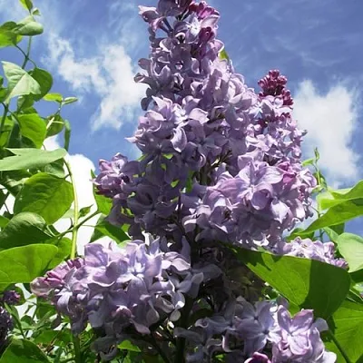 Сирень КРЫЛЬЯ НАДЕЖДЫ  Сирень КРЫЛЬЯ НАДЕЖДЫ в Екатеринбурге