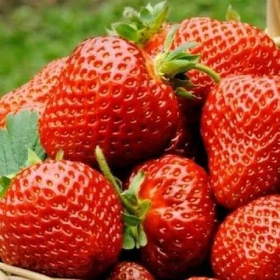 Клубника ФЛОРЕНС  Клубника ФЛОРЕНС в Екатеринбурге