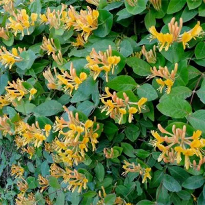 Жимолость ТЕЛЬМАНА в Екатеринбурге