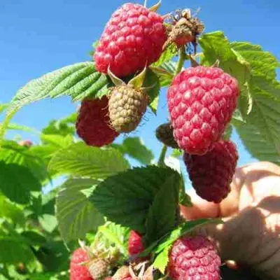 Малина ЕВРАЗИЯ — описание сорта Малина ЕВРАЗИЯ в Екатеринбурге