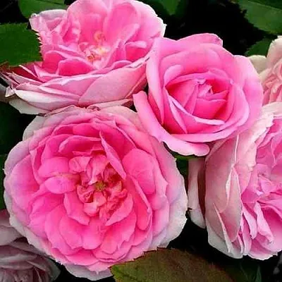 Саженцы роз ПРЕЙРИ ДЖОЙ шраб в Екатеринбурге