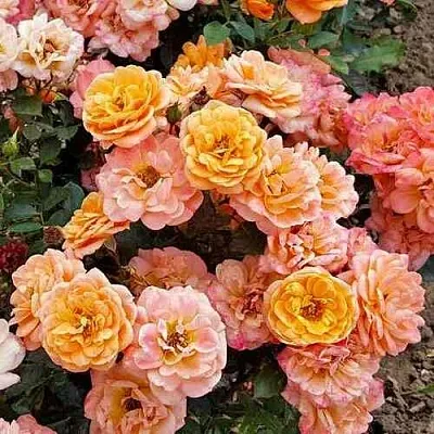 Саженцы роз ЭПРИКОТ КЛЕМЕНТИНА миниатюрная  Саженцы роз ЭПРИКОТ КЛЕМЕНТИНА миниатюрная в Екатеринбурге