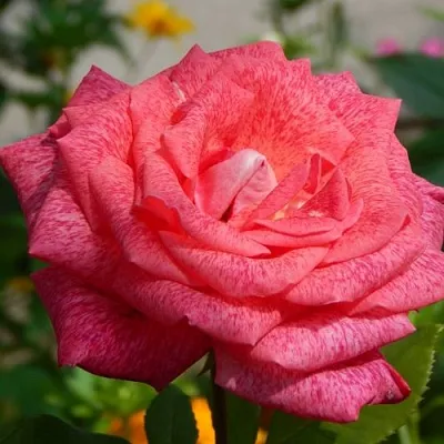 Саженцы роз ПЬЕР КАРДЕН чайно-гибридная  Саженцы роз ПЬЕР КАРДЕН чайно-гибридная в Екатеринбурге