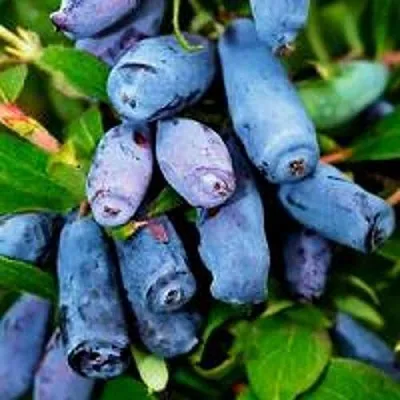 Жимолость съедобная ВОЛХОВА  Жимолость съедобная ВОЛХОВА в Екатеринбурге