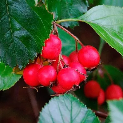 Боярышник ЛЮДМИЛ  Боярышник ЛЮДМИЛ в Екатеринбурге