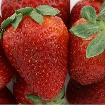 Клубника ФЛАМИНИЯ  Клубника ФЛАМИНИЯ в Екатеринбурге