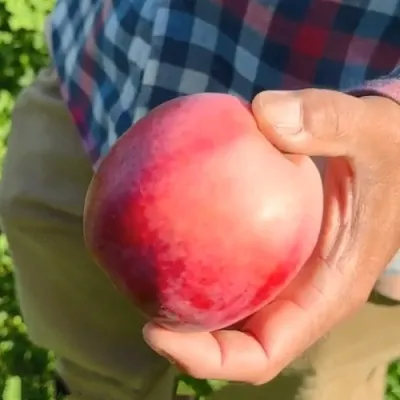 Яблоня АЗЕРБАЙДЖАНЕЦ декоративная в Екатеринбурге