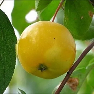 Яблоня КИТАЙКА ЖЁЛТАЯ колонновидная в Екатеринбурге