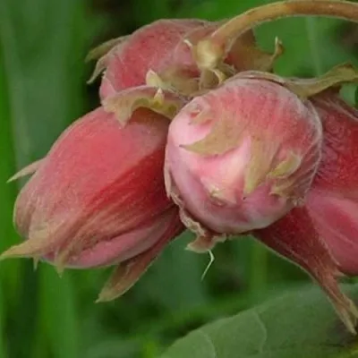 Фундук АКАДЕМИК ЯБЛОКОВ  Фундук АКАДЕМИК ЯБЛОКОВ в Екатеринбурге