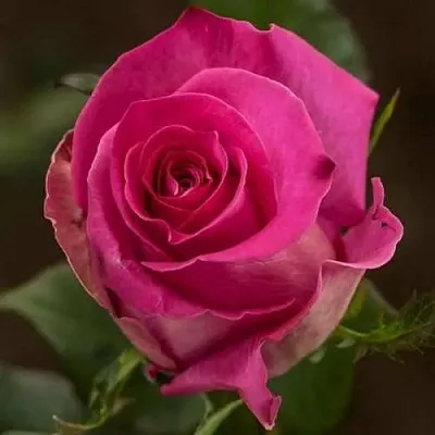 Саженцы роз ТОПАЗ чайно-гибридная  Саженцы роз ТОПАЗ чайно-гибридная в Екатеринбурге