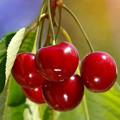 Черешня ТЕРЕМОШКА в Екатеринбурге