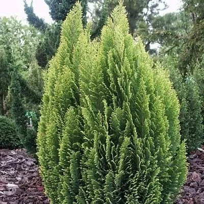 Кипарисовик ЭЛВУДИ ЭМПАЙР лавсана  Кипарисовик ЭЛВУДИ ЭМПАЙР лавсана в Екатеринбурге