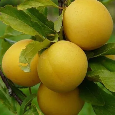 Слива СОЛНЫШКО в Екатеринбурге