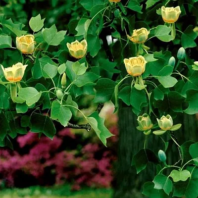 Лириодендрон   Лириодендрон  в Екатеринбурге